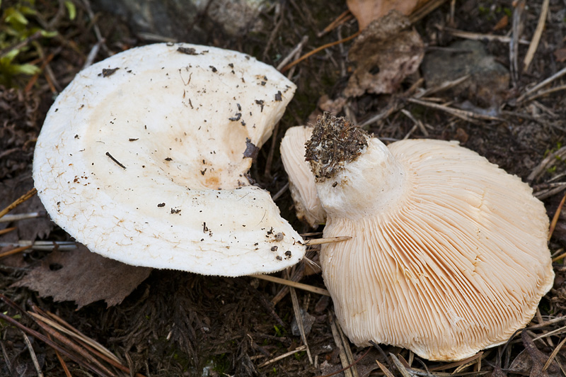 Lactarius aquizonatus